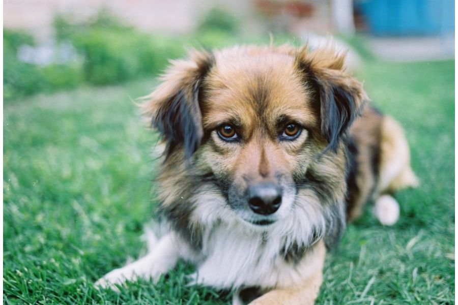 Pentax-A SMC 645 150mm f/3.5