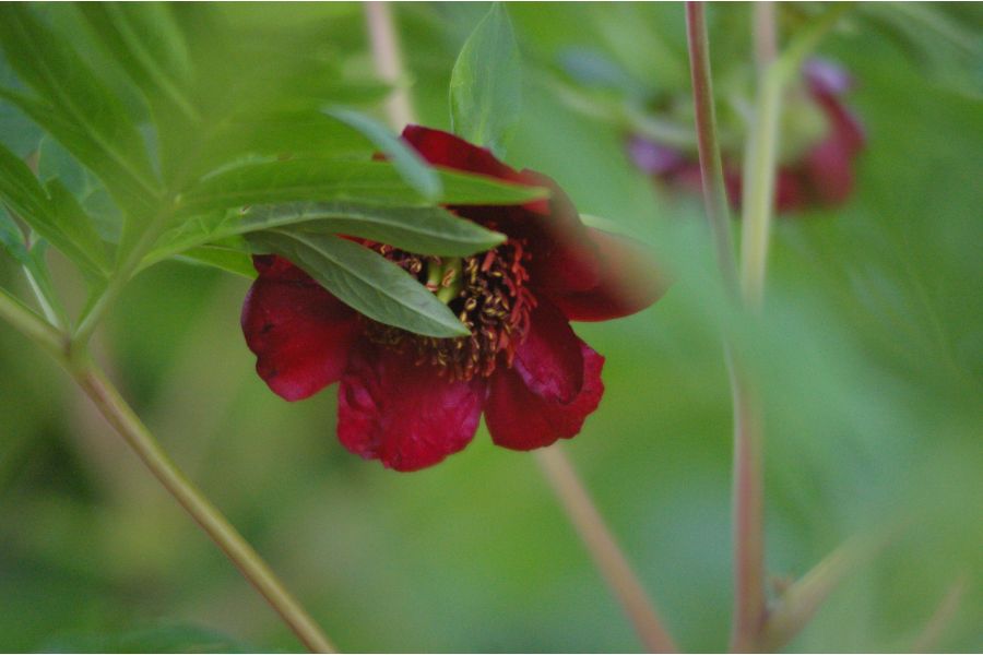 Pentax-M zoom SMC 3.5-4.5/28-50mm