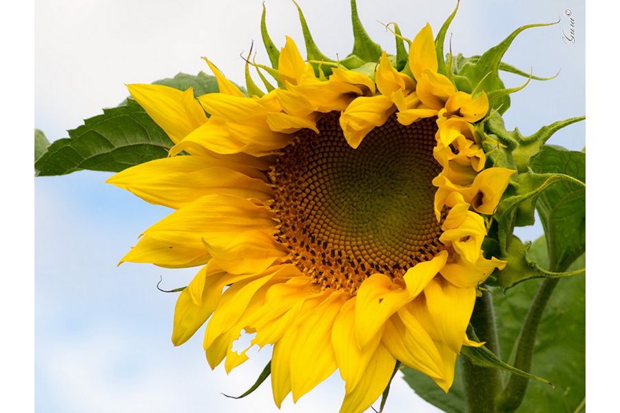 Chinon multi coated 2,8/135mm (Japan, 1983)