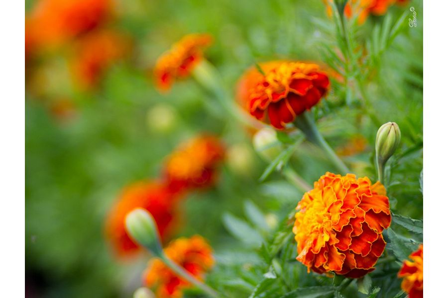 Chinon multi coated 2,8/135mm (Japan, 1983)