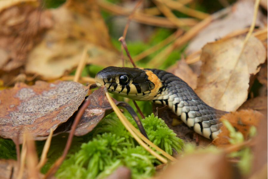 ОКС1-35-1 П 2/35 М39 (СССР, 1967)