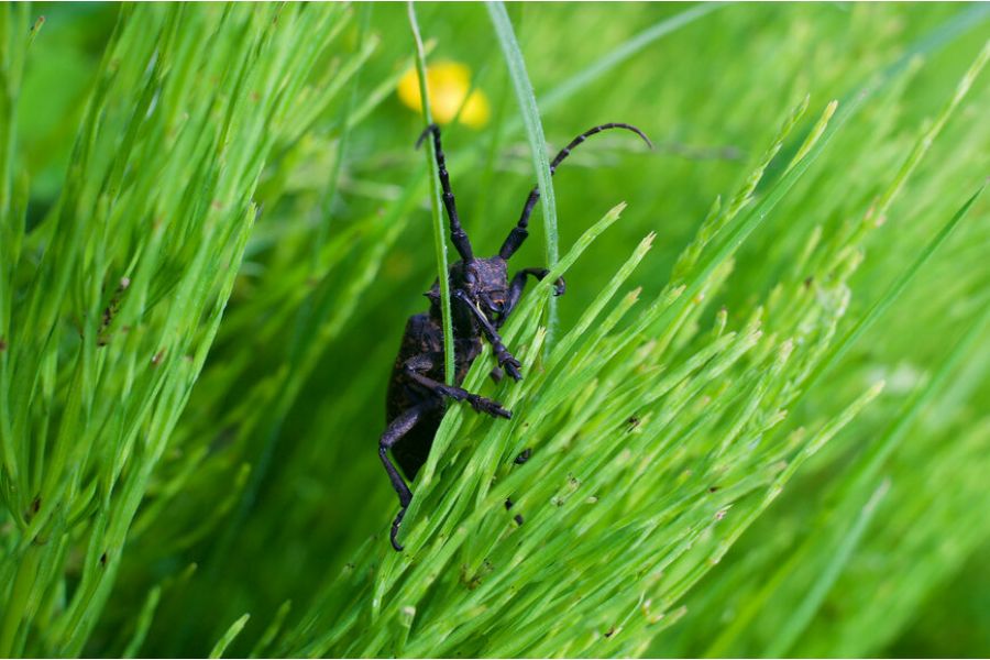 ОКС1-35-1 П 2/35 М39 (СССР, 1967)