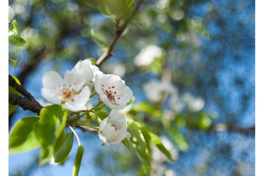 Tamron 24mm f/2.5 MC BBAR Nikon F (Japan, 1978)