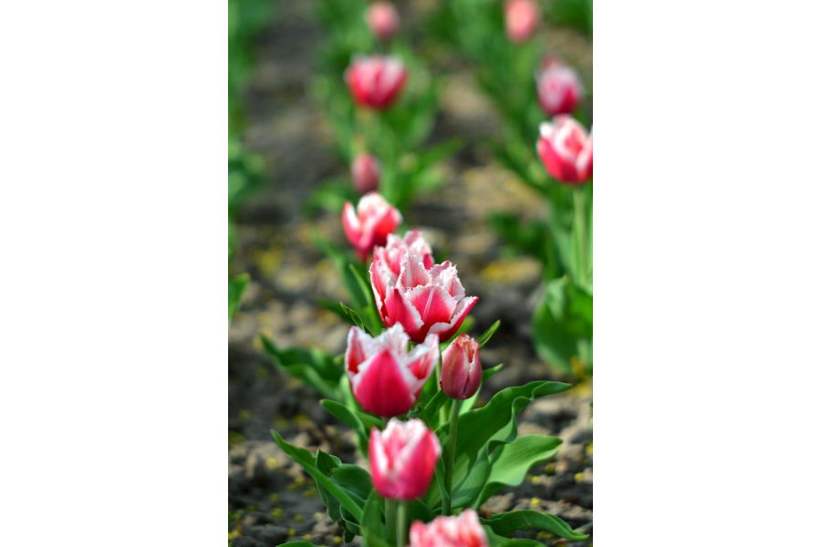 Юпитер-9 Автомат 2/85mm (СССР, 1980)