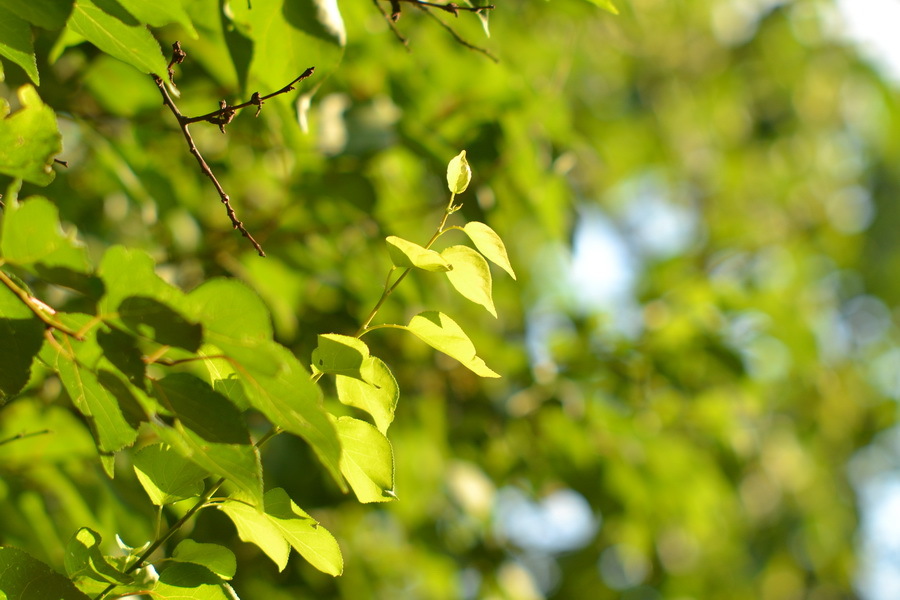 Юпитер-9 Автомат 2/85mm (СССР, 1980)