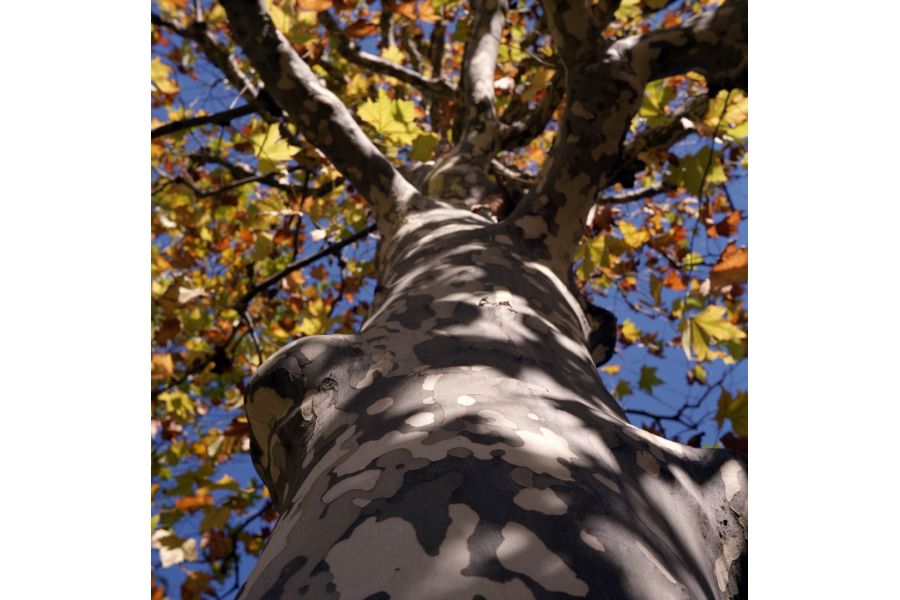 Triotar 4/13.5cm T Carl Zeiss Jena M42