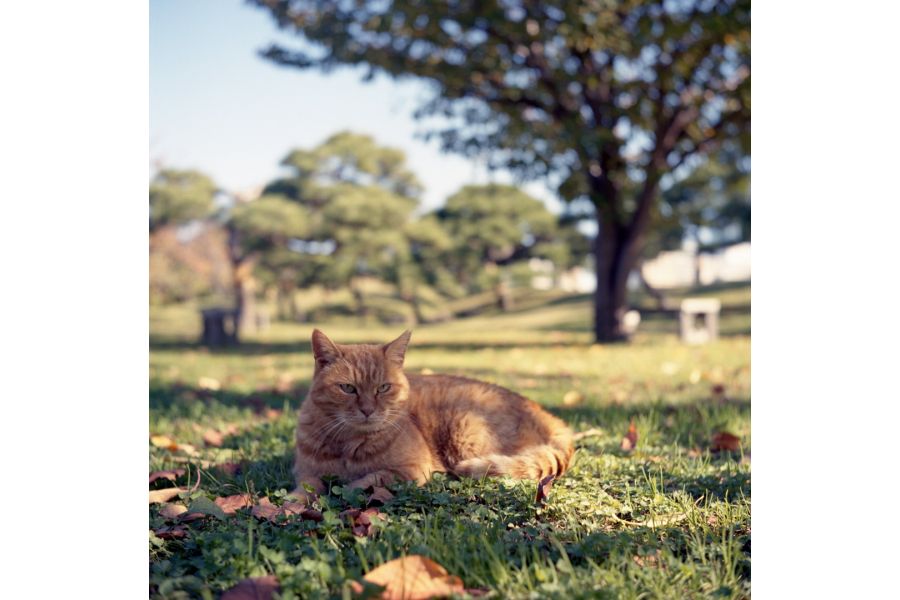 Triotar 4/13.5cm T Carl Zeiss Jena M42