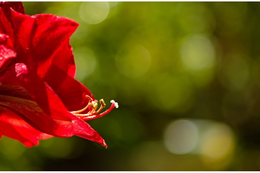 JCPenney 80-200mm f/4.5 Multi-Coated Optics  