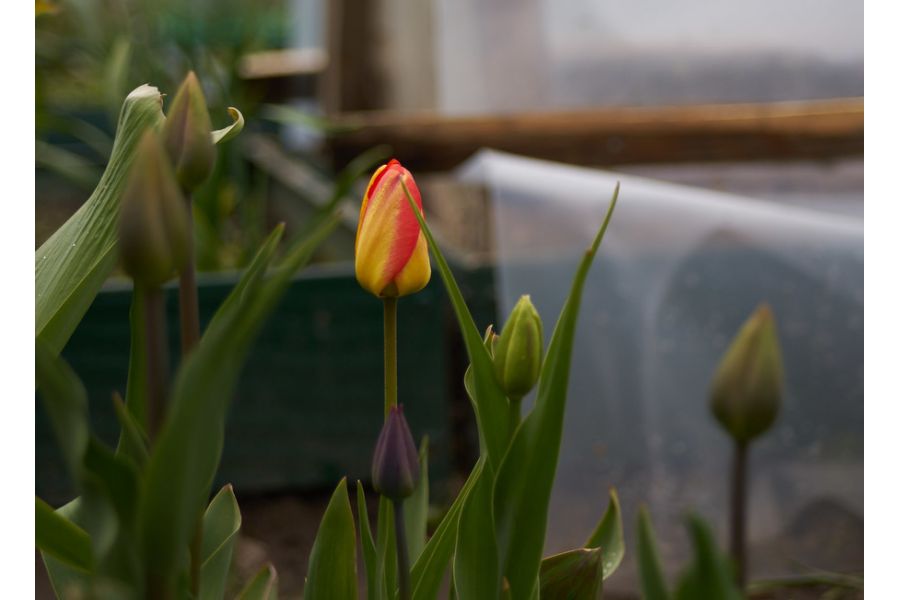 Minolta MD Zoom 35-70mm f/3.5 (Japan, 1982)