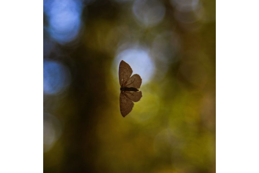 Minolta MD Zoom 35-70mm f/3.5 (Japan, 1982)