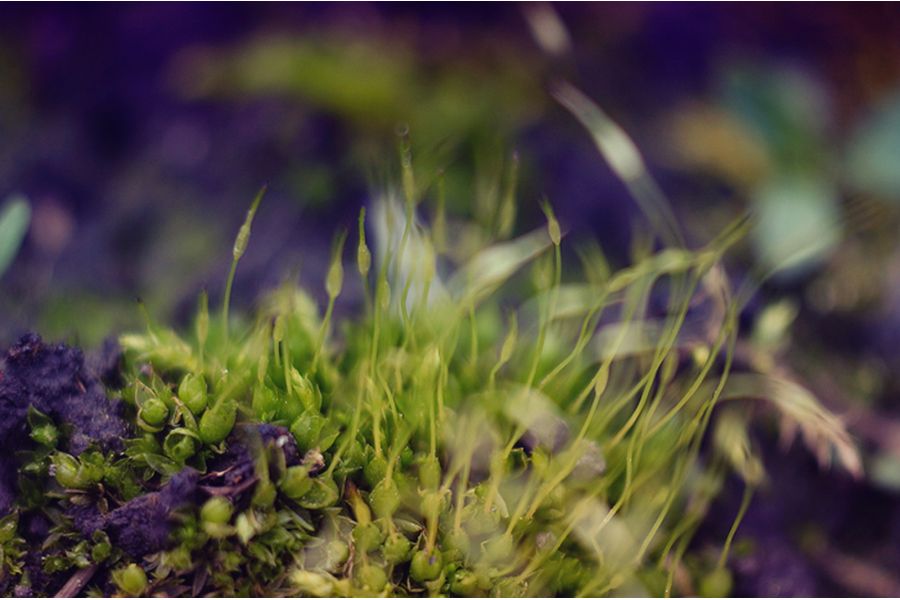 Вега-3 2,8/50 М42