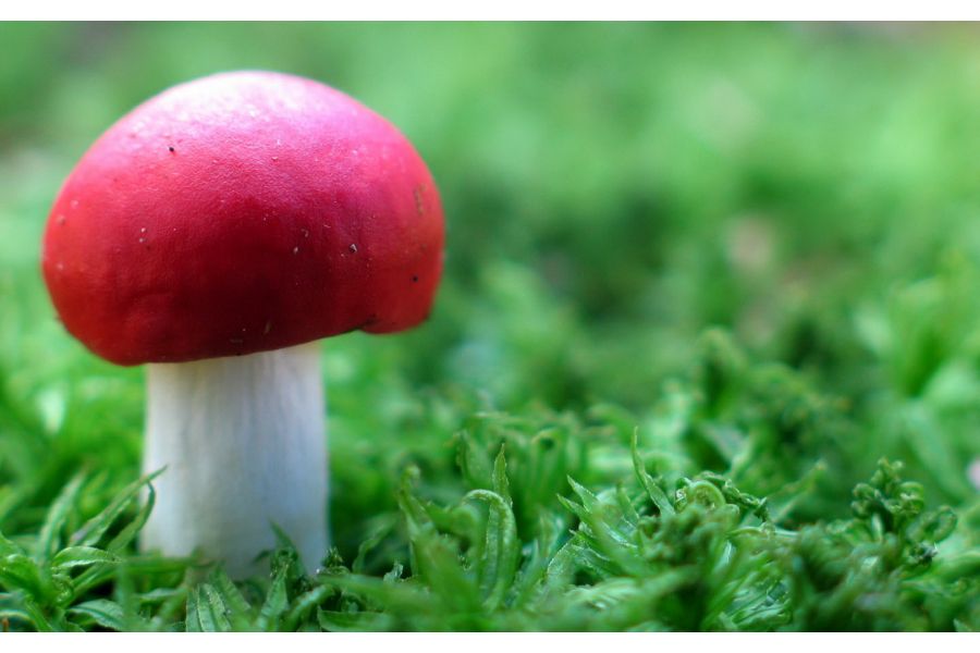 Вега-3 2,8/50 М42