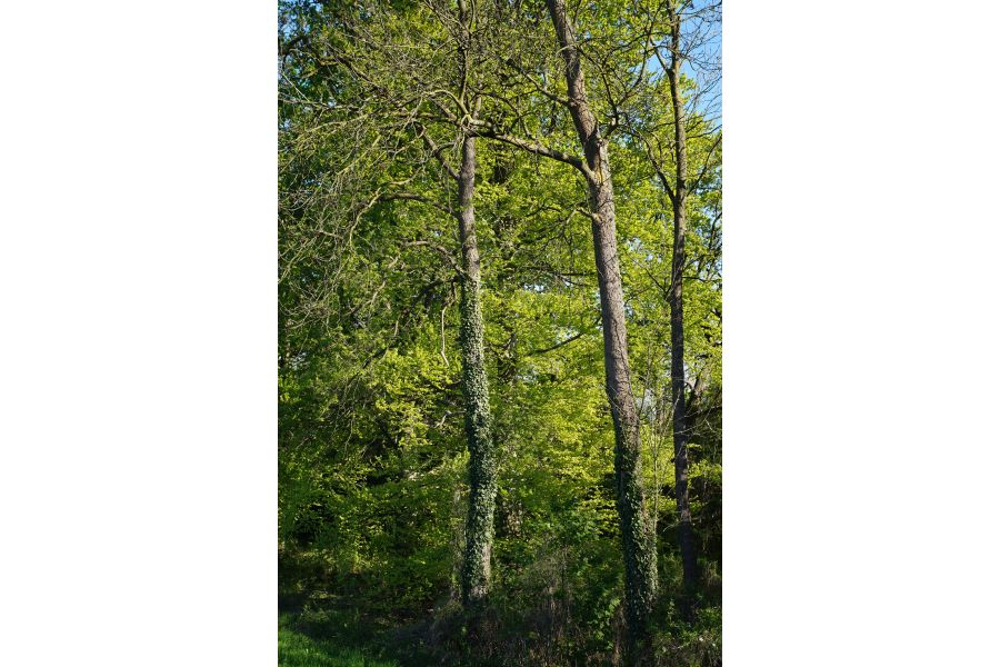 Apo-Rodagon-N 4/105mm