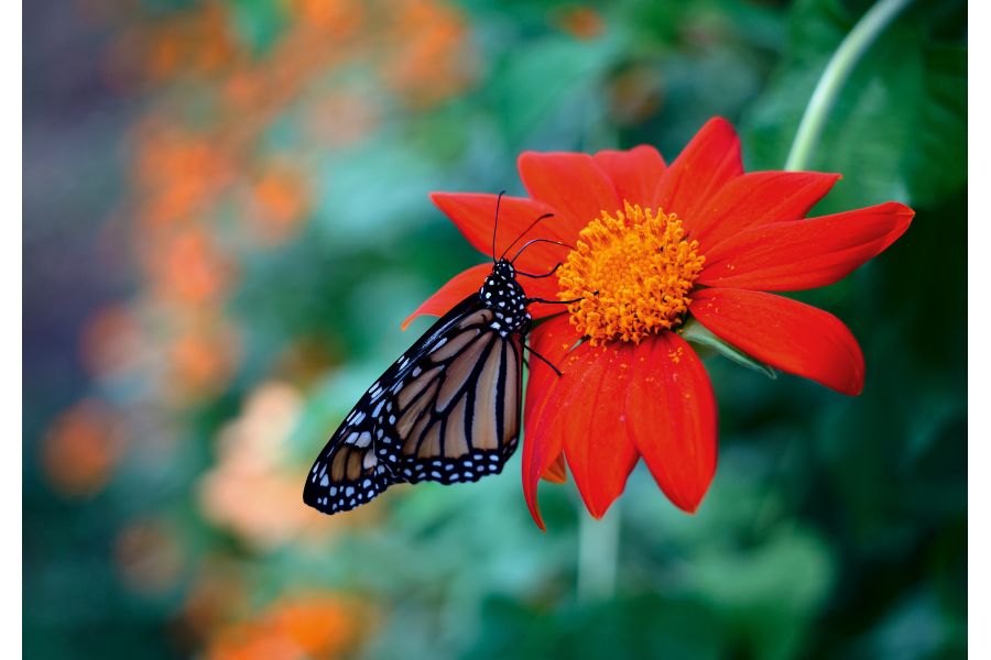 Apo-Rodagon-N 4/105mm