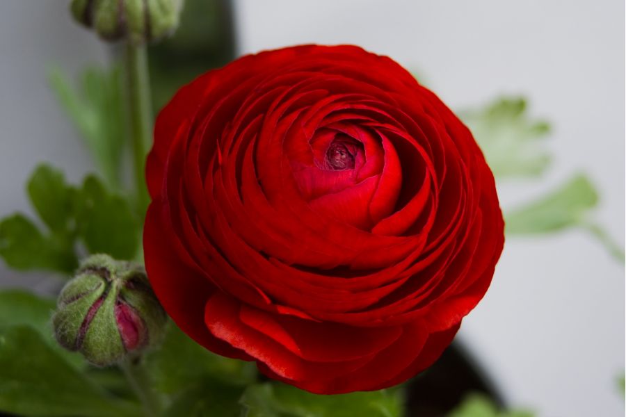 Soligor MC 28-70mm f/3.9-4.8 S/M Nikon F