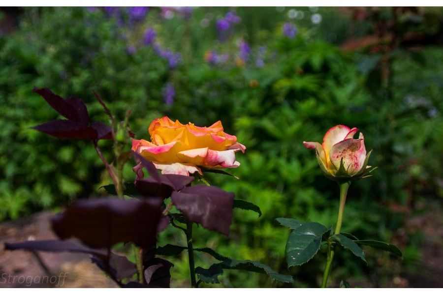 Minolta AF 85mm/1.4 (22)