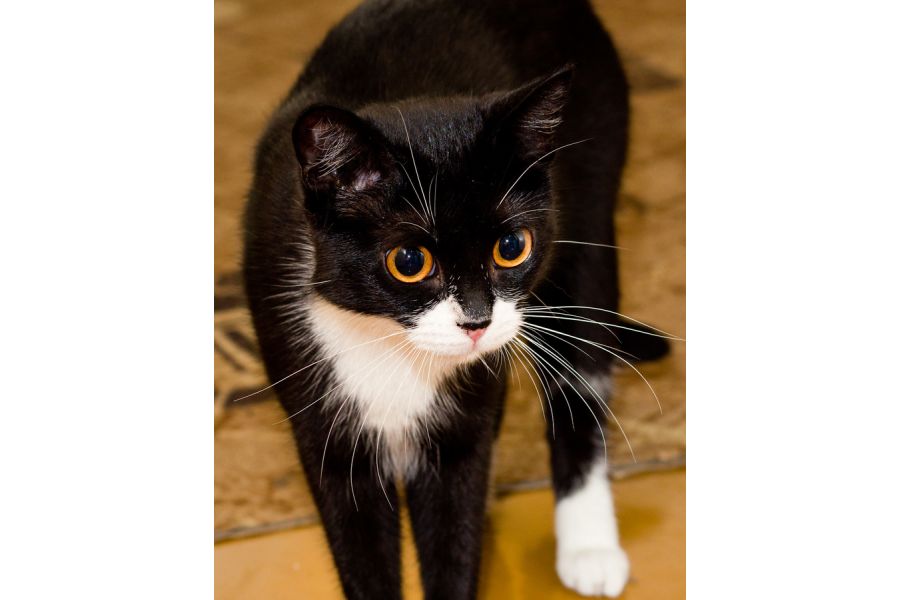 Pentax-A SMC 35-70mm f/3.5-4.5