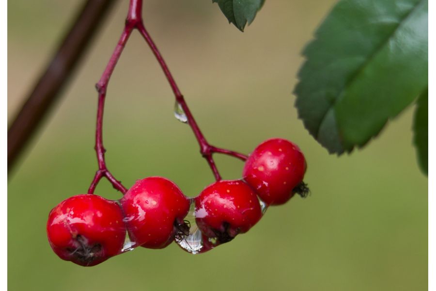 Pentax-A SMC 35-70mm f/3.5-4.5
