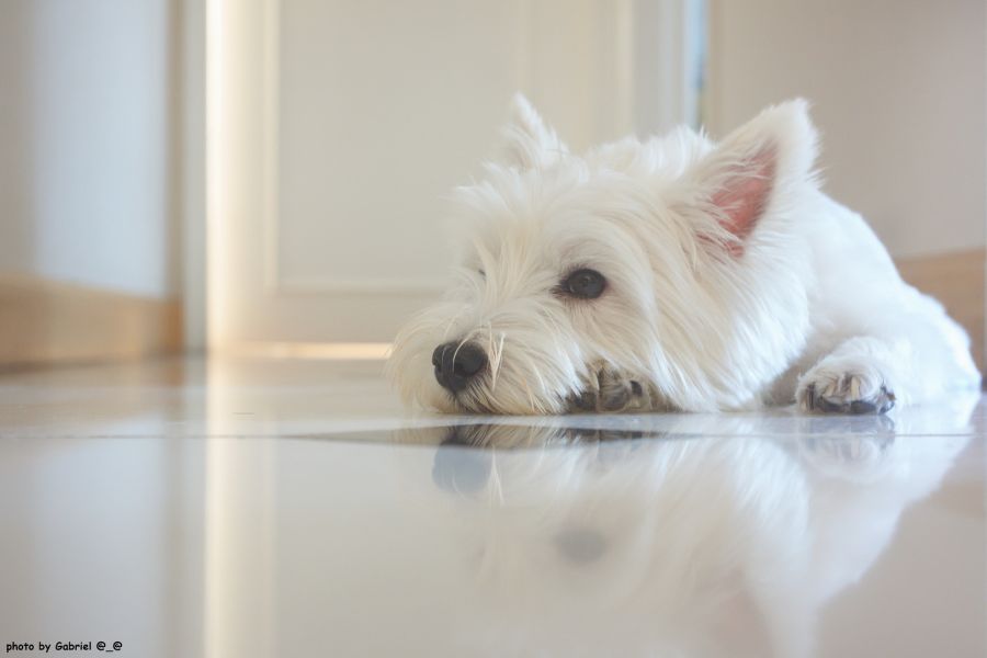 Summaron f=3.5cm 1:3.5 Leitz Wetzlar (Germany, 1951)