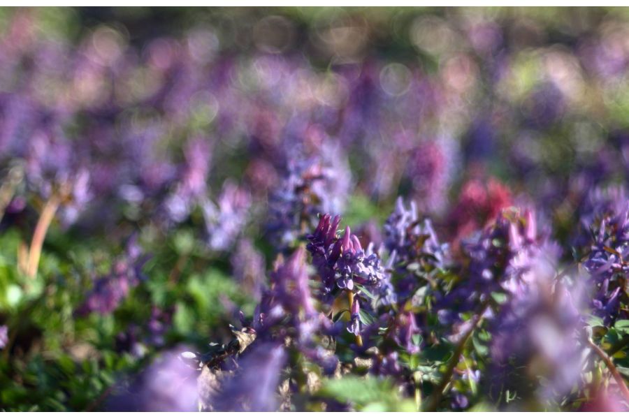 Tessar 8/2,8cm Carl Zeiss Jena silver