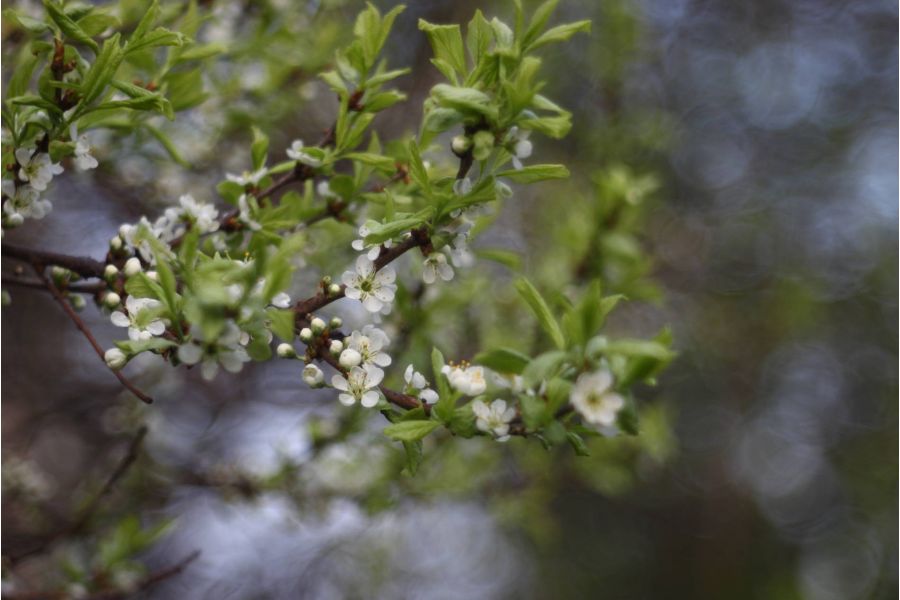 Tessar 8/2,8cm Carl Zeiss Jena silver