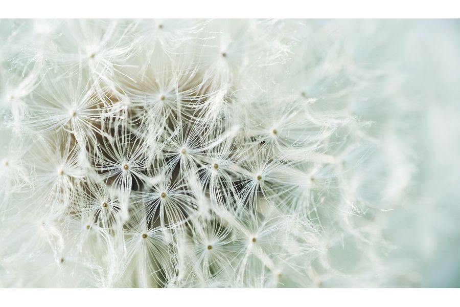 Samyang 100mm T3.1 ED UMC Macro 