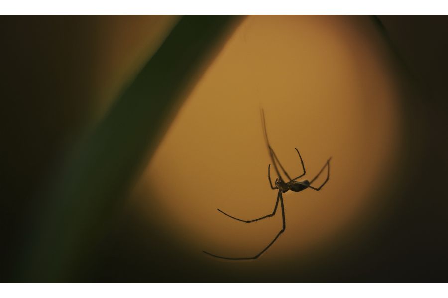 Samyang 100mm T3.1 ED UMC Macro 