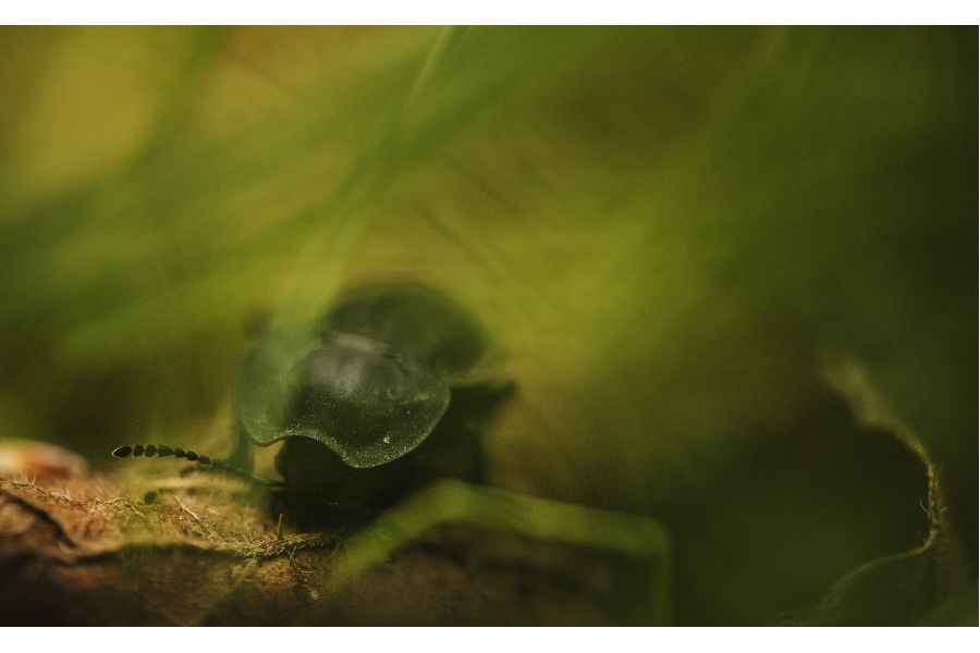 Samyang 100mm T3.1 ED UMC Macro 