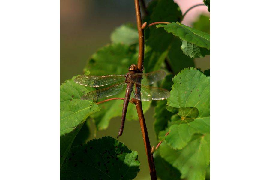 Beroflex 2.8/135 auto Tele M42 (Japan, 1983)