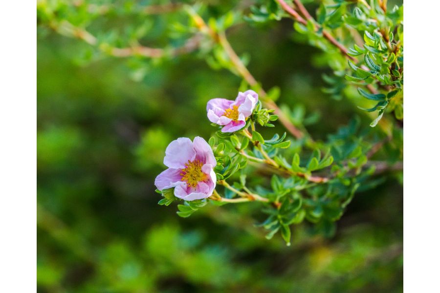 Sony 70-300mm f/4.5-5.6G SSM (SAL-70300G)