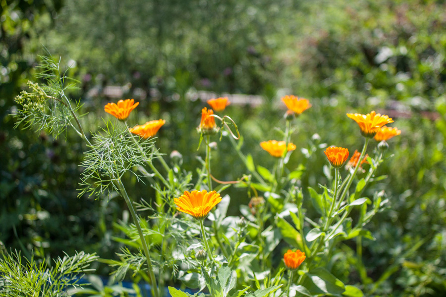 Canon EF 28mm f/2.8 подходит для путешествий