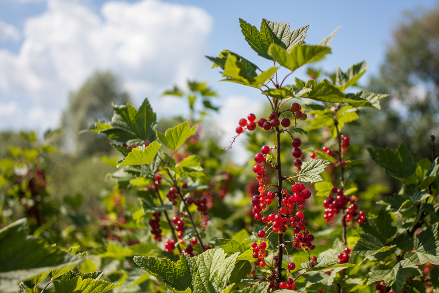 Canon EF 28mm f/2.8 подходит для путешествий