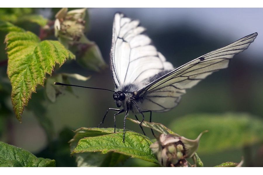 Макро Индустар-96У (И-96У) 3.5/50мм М39
