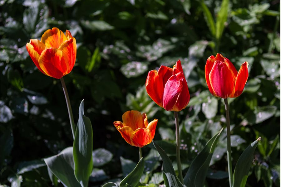 Nikon 17-55mm f/2.8G ED-IF AF-S DX new