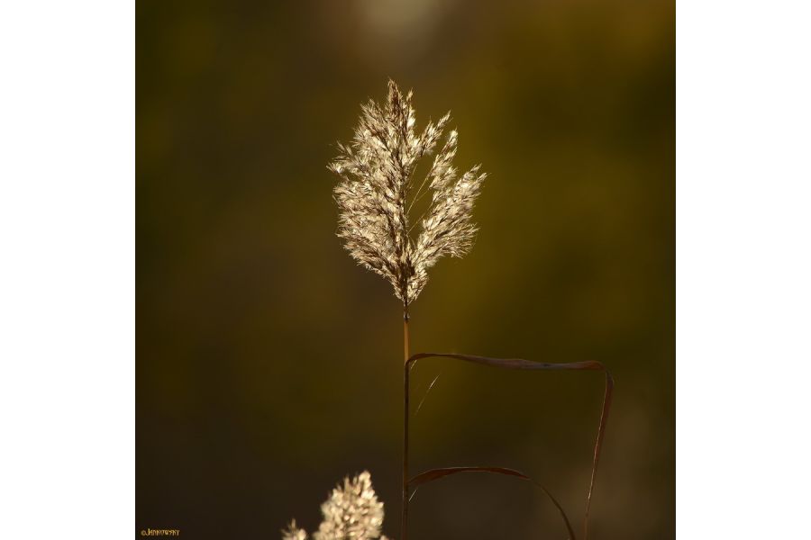 Nikon 80-400mm f/4.5-5.6G ED VR AF-S Nikkor