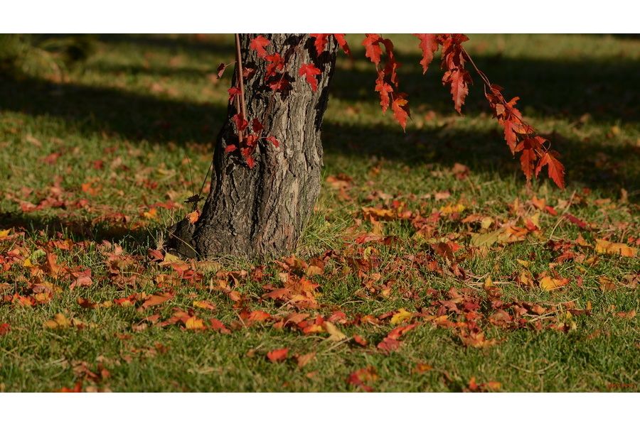 Nikon 80-400mm f/4.5-5.6G ED VR AF-S Nikkor