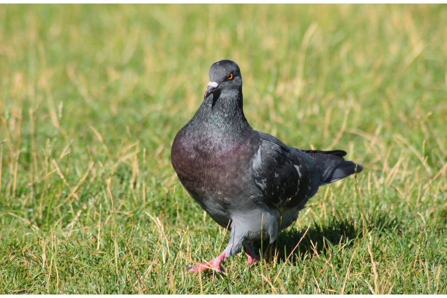 Tamron AF 75-300mm f/4-5.6 LD TELE-MACRO (f/3.9) Sony A