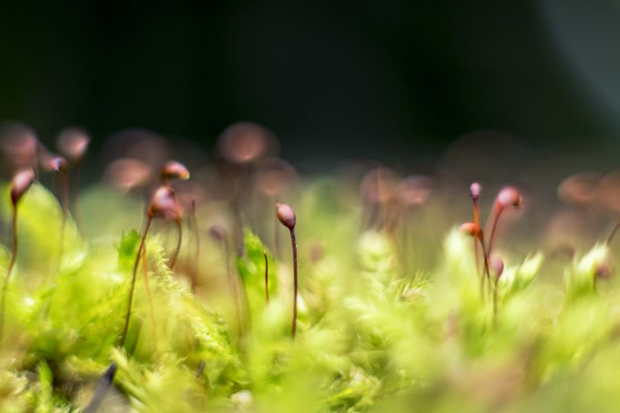 Tessar 2.8/50 T Carl Zeiss Jena (Germany, 1955)