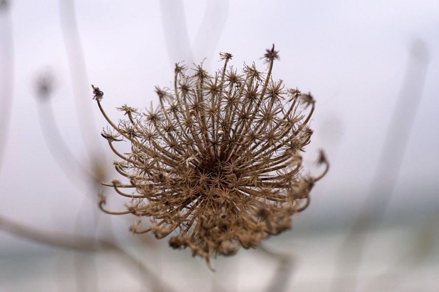 Tessar 2.8/50 T Carl Zeiss Jena (Germany, 1955)