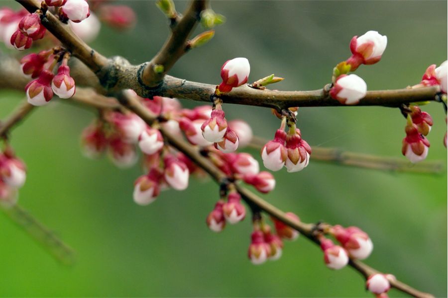 Рубинар МС 5.6/500 Макро Nikon F