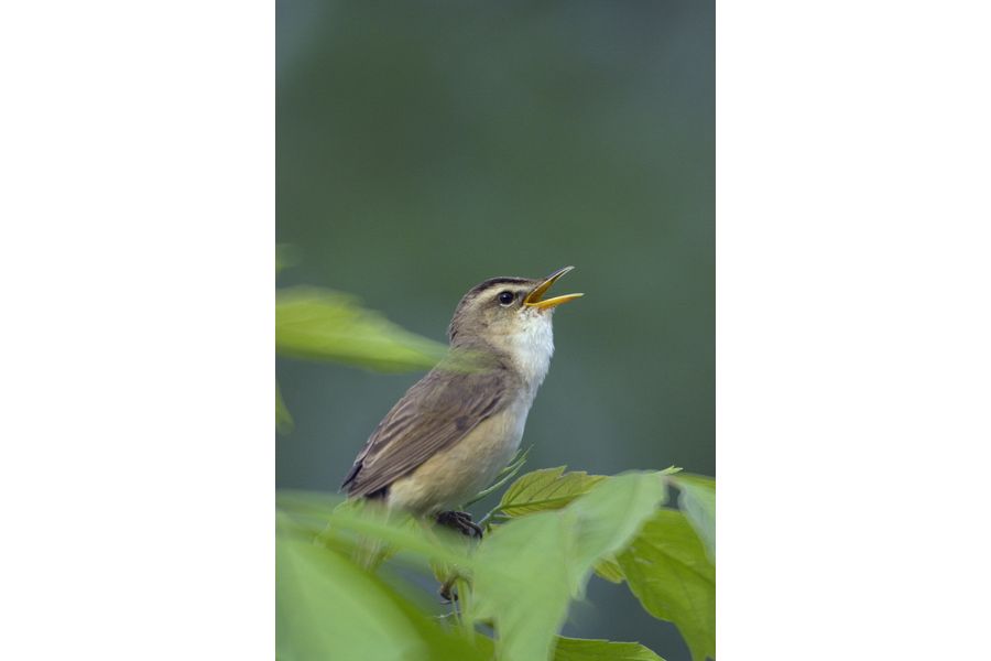 Рубинар МС 5.6/500 Макро Nikon F