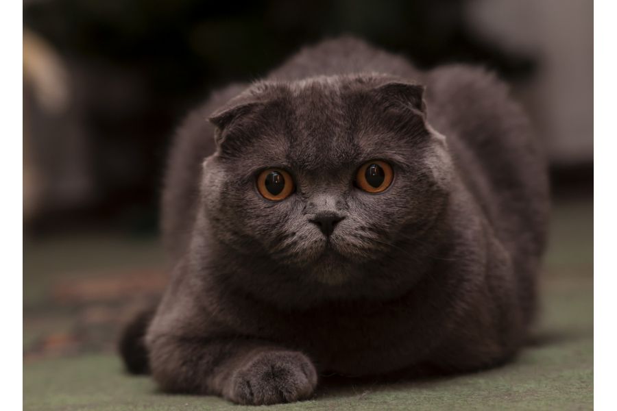 Nikon 70-210mm f/4-5.6 AF Nikkor