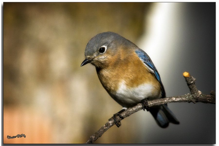 Tamron SP AF 200-500mm f/5-6.3 Di LD (IF) (A08) Canon EF