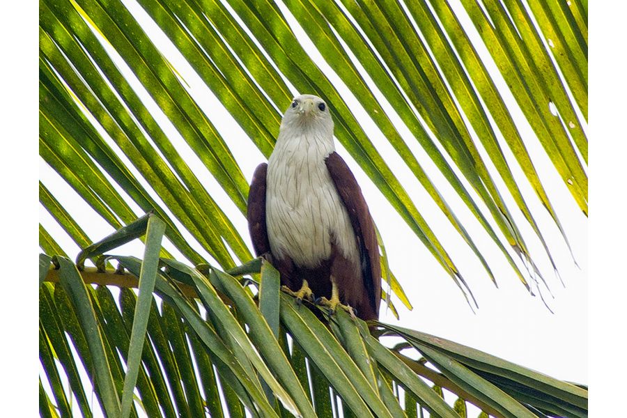 Tamron SP AF 200-500mm f/5-6.3 Di LD (IF) (A08) Canon EF