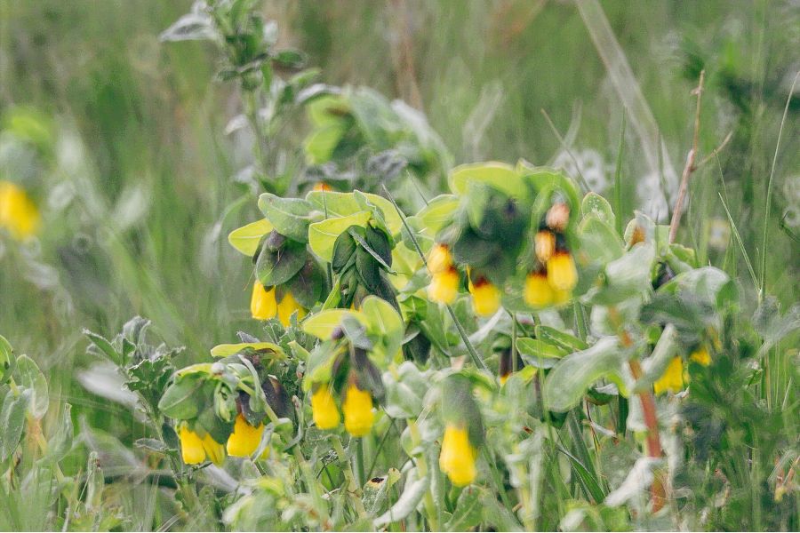 Редкость Рубинар МС 4,5/300 макро