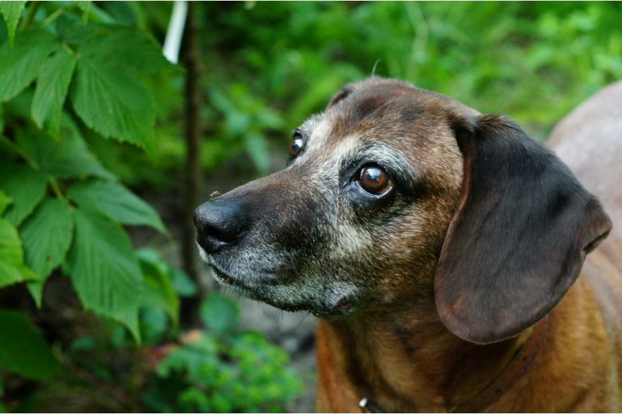 Зенитар-М МС 1,9/50 для Fujifilm FX