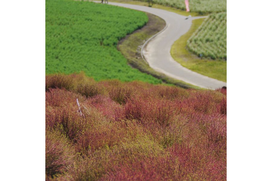 Sigma Standard Zoom 35-70mm/2.8-4 MC