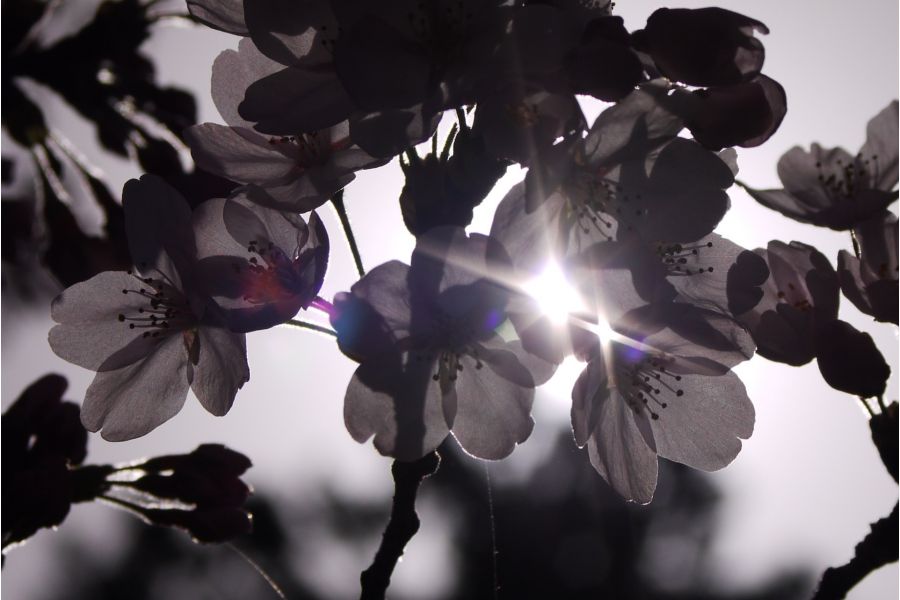 Sigma Standard Zoom 35-70mm/2.8-4 MC