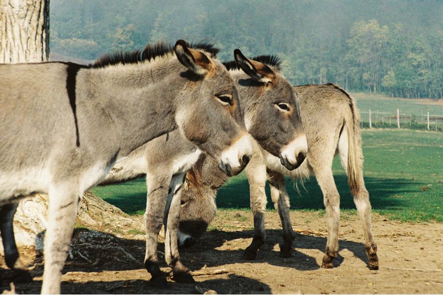 Юпитер-11 Автомат 4/135 переделка м42