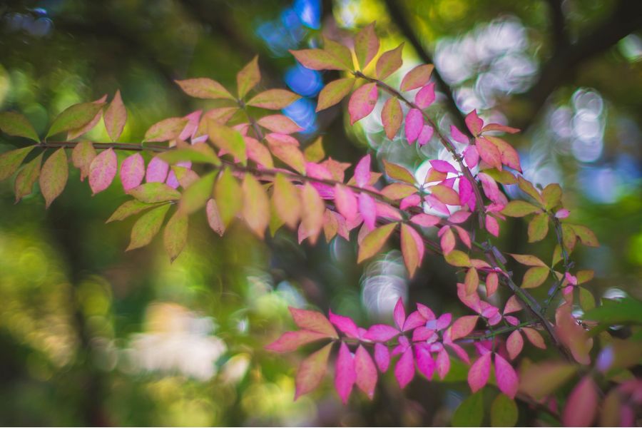 Olympus OM-System G.Zuiko Auto-S 55mm f/1.2